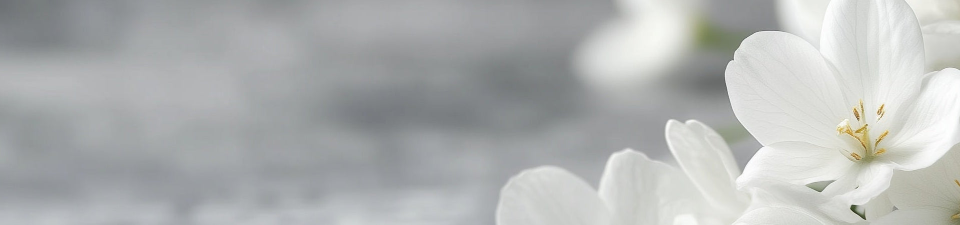 Cremation Urns for Pets